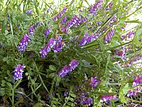 Vicia villosa