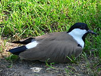 Sporenkievit (Vanellus spinosus)