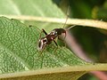 Pilophorus perplexus