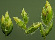 Spiklets with hairy lemmas