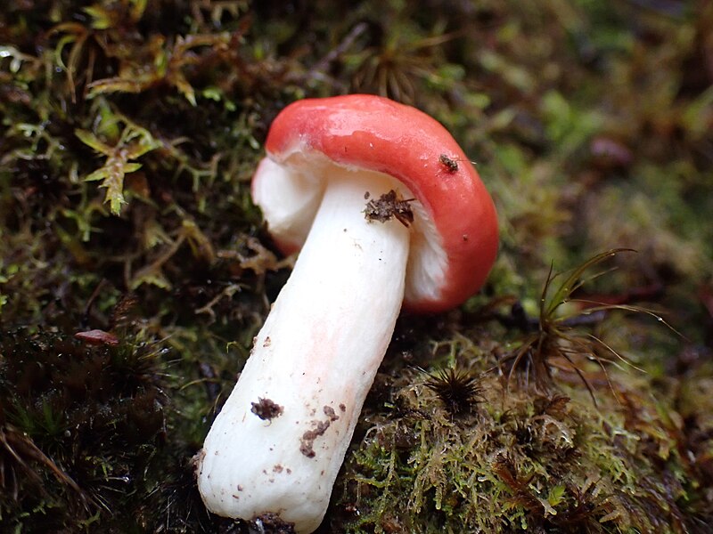 File:Russula kermesina.jpg