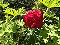 Una rosa roja en el jardín