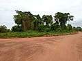 Vodounzoun ou forêt du Vodoun