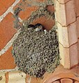 Zwei Jungschwalben im Nest, Swallows