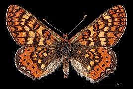 Euphydryas aurinia beckeri ♂