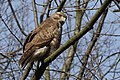 Common buzzard