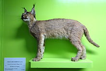 Caracal caracal algira