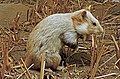 Black-bellied hamster