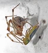 C. viridis preyed by a spider (Parasteatoda tepidariorum)