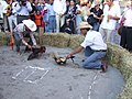 Cockfight at a wedding in Mexico