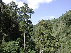 Dacrydium cupressinum, conhecida por „Rimu tree“, no seu habitat na Karapoti Gorge, Nova Zelândia