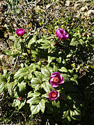 Paeonia mascula subsp. russoi