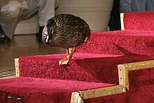 Pampered Peabody duck.jpg