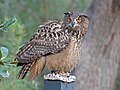 Eurasian eagle owl