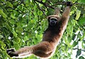 Western Hoolock gibbon