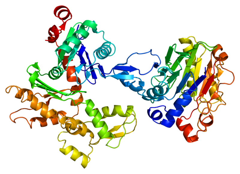 File:Protein ACTC1 PDB 1atn.png