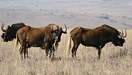 Baltauodegė gnu (Connochaetes gnou)