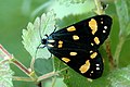 Scarlet tiger moth (Callimorpha dominula)