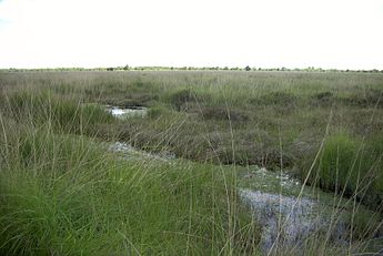 A bog in Ostfriesland