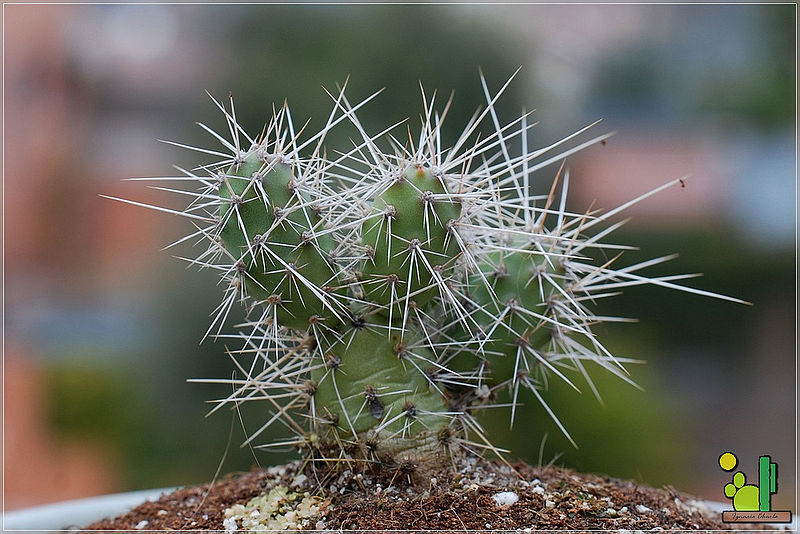 File:Opuntia armata 454 2011 03 03 01.jpg