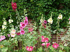 Alcea rosea, la rose trémière