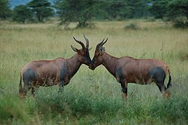 Parc national du Serengeti, Tanzanie (D. jimela ?)