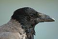 Cabeza de Corvus cornix