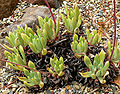 Dudleya gnoma