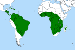 Distribuição mundial do género