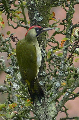 Vihertikka (Picus viridis)