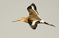 Black-tailed godwit