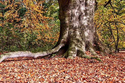 brown leaves of Fagus sylvatica (Germany) Foto: Blätter einer Rotbuche (Naturdenkmal) im Park Sentmaring der Stadt Münster