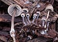 Mycena leptocephala