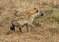 Spotted hyena