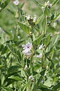 Althaea officinalis kz06.jpg