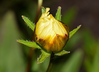 Otvoreni cvjetni pupoljak Coreopsis tinctoria