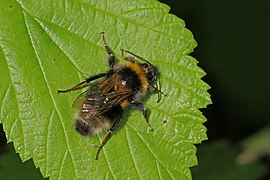 Bombus hortorum.