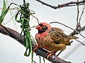 Red-billed quelea