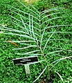 Siauralapė zamija (Zamia angustifolia)