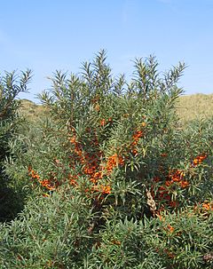 Description de l'image Hippophae rhamnoides-01 (xndr).JPG.