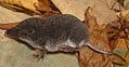 Neomys anomalus (sorícidos)