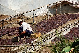 Séchage du raisin destiné au malaga.