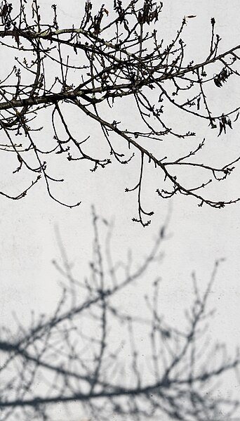 File:Bare cherry tree (Prunus subg. Cerasus) branches and shadows, Ponte de Sor, Portugal (approx. GPS location) julesvernex2.jpg