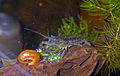 Mexican dwarf crayfish in my living room aquarium. This one is sharing his lunch with a great ramshorn snail.