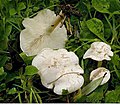 Clitocybe phyllophila