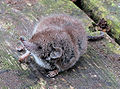 Crocidura russula (sorícidos)