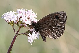 Fluture dalmațian (Proterebia afra dalmata)