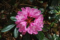 Rododendron