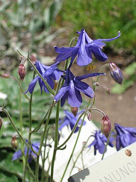 Aquilegia einseleana