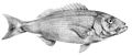 Carpenter seabream